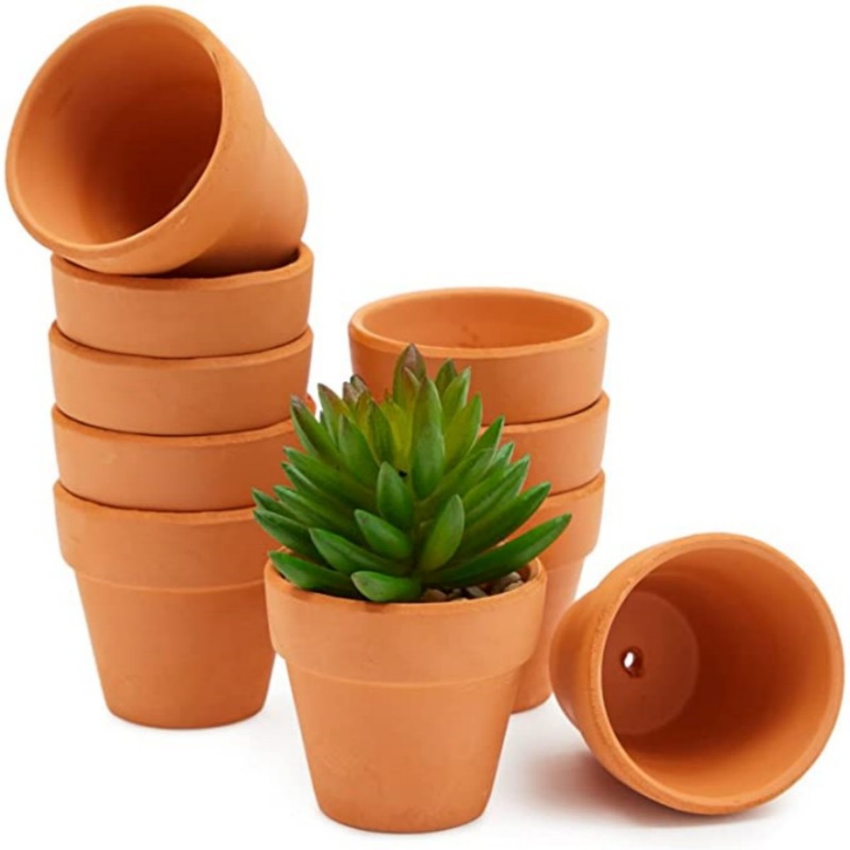 Echeveria Succulent - 16 peças 1.8 ''vasos de terra