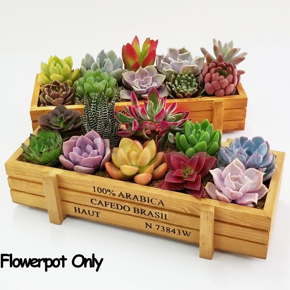 Echeveria Succulent - 1 pc ferramentas decoração do jardim