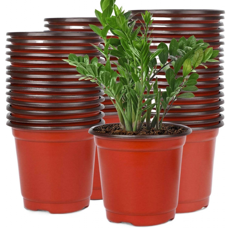 Echeveria Succulent - Vasos de Plástico Flexíveis para Mudas