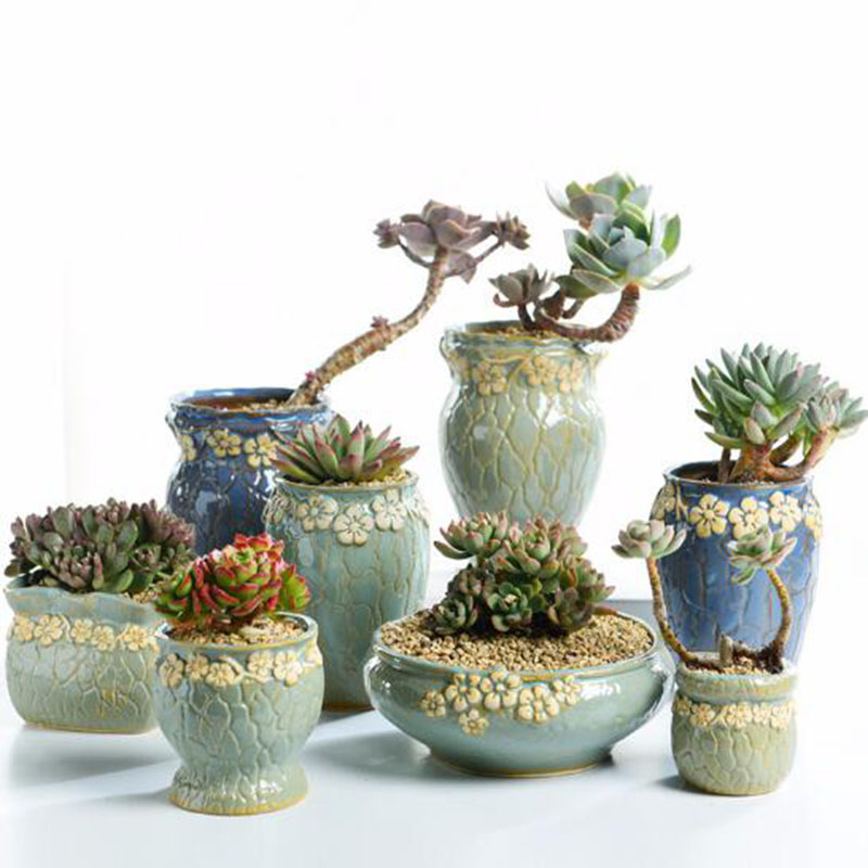 Vaso de plantas suculentas, va - Echeveria Succulent avaliação e preço